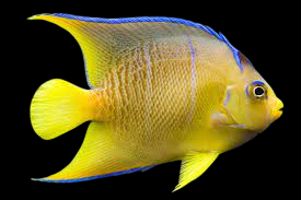 Blue Angelfish, Adult
