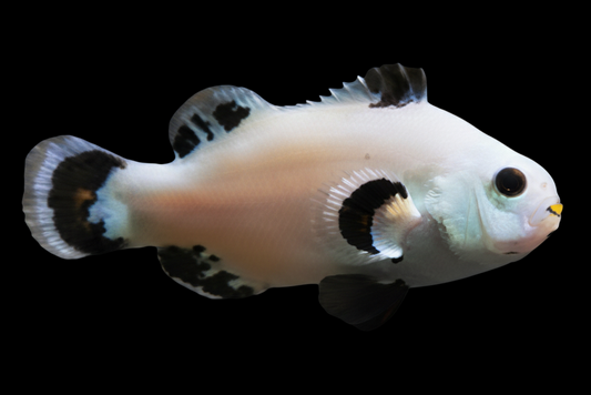 Storm Solar Ocellaris Clownfish