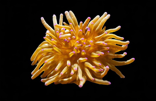 Colored Malu Anemone