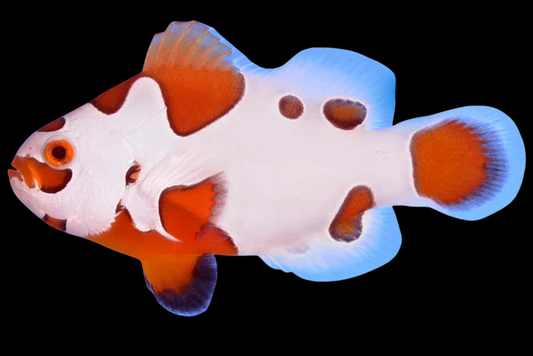 Mocha Storm Ocellaris Clownfish