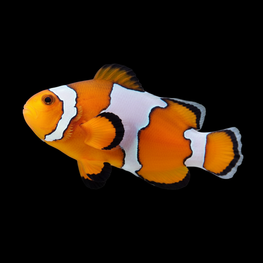 Snowflake Ocellaris Clownfish