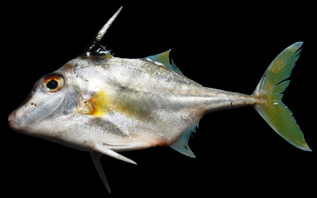 Tripod Filefish