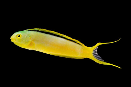 Green Canary Blenny