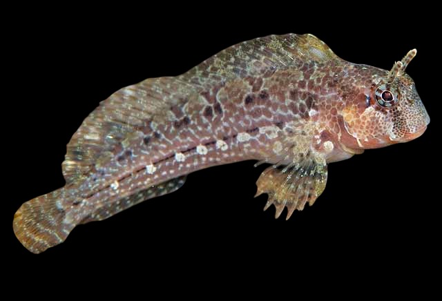 Bay Blenny