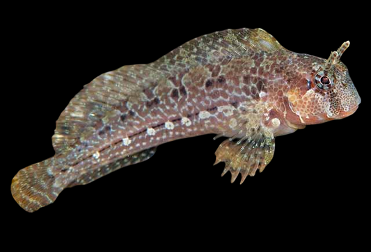 Bay Blenny