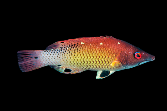 Redfin Hogfish
