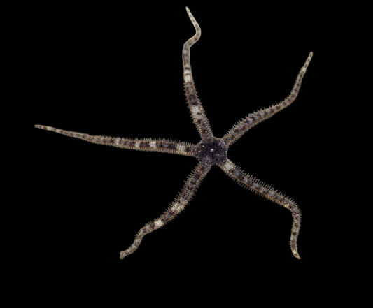 Banded Brittle Sea Star