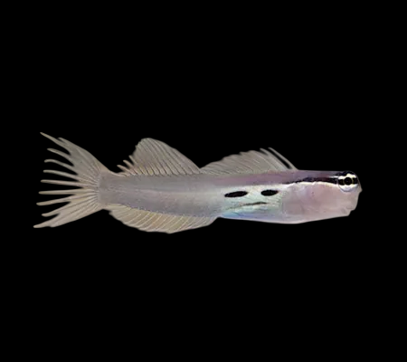 Twinspot Bimaculatus Blenny