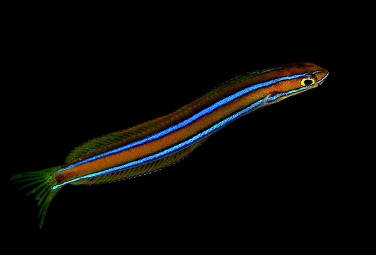 Curious Wormfish Blenny