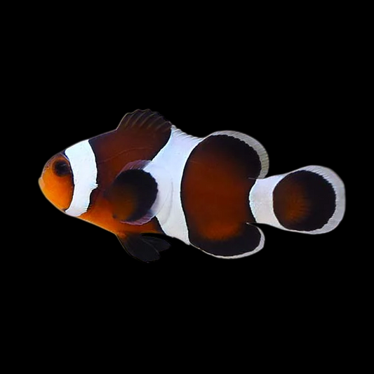 Mocha Ocellaris Clownfish