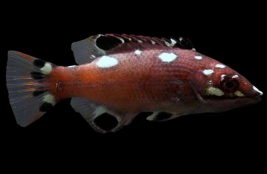 Redfin Hogfish, Juvenile