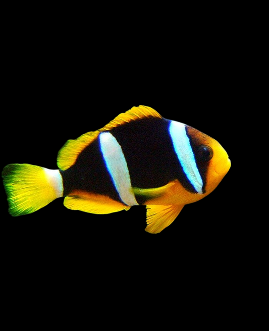 Blue Stripe Clownfish