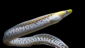 Fimbriated Moray Eel
