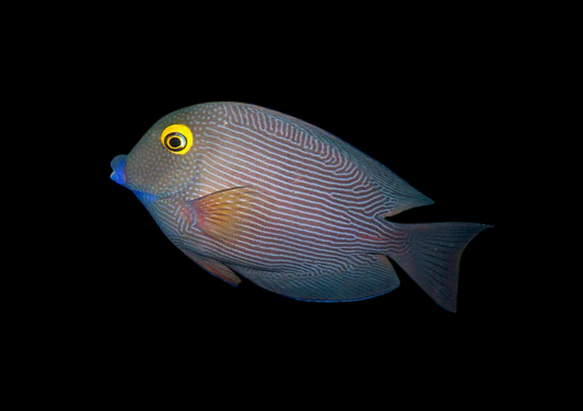 Yellow Eye Kole Tang