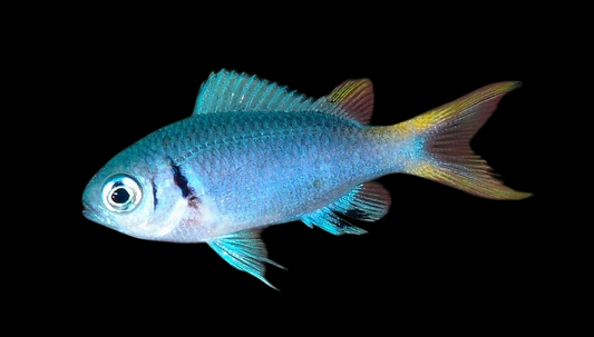Bleeker's Chromis