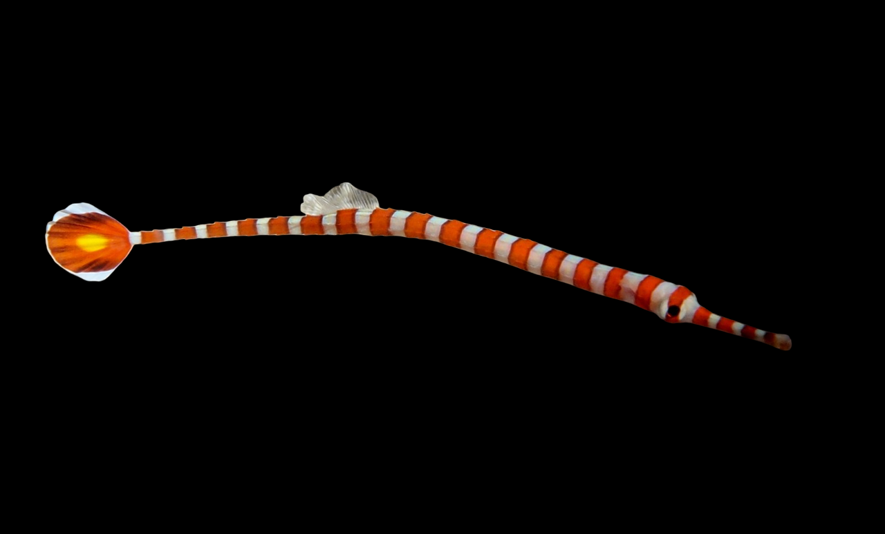Glowtail Pipefish