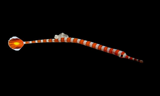 Glowtail Pipefish