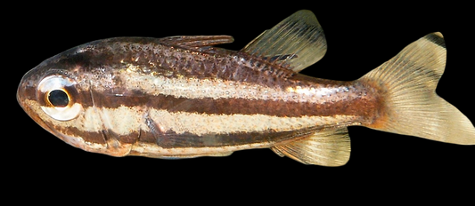Crown of Thorns Cardinalfish