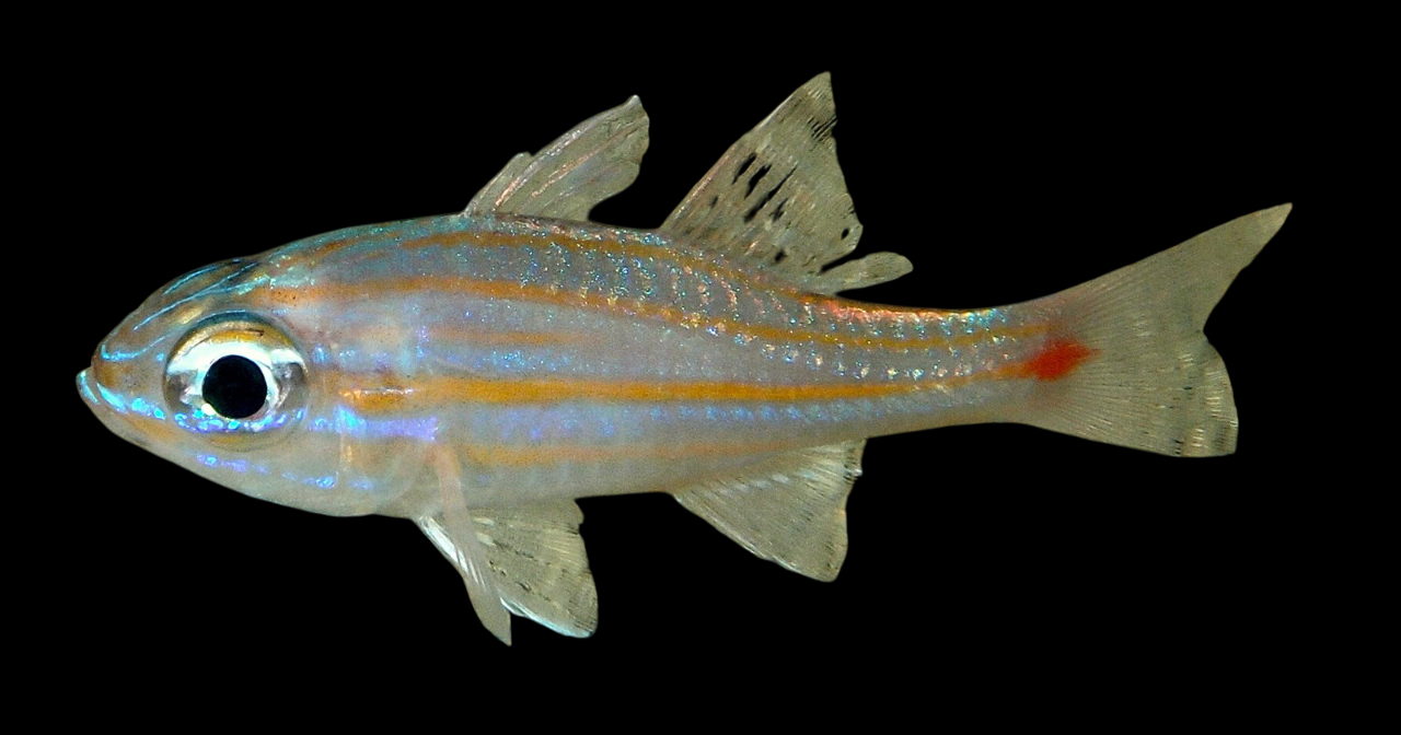 Rubyspot Cardinalfish