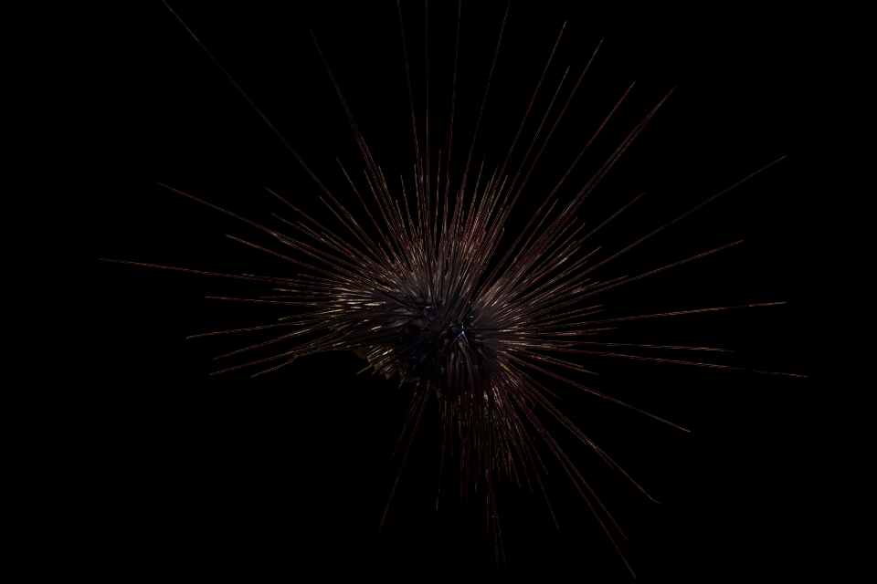Black Longspine Urchin