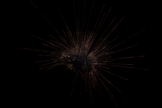 Black Longspine Urchin