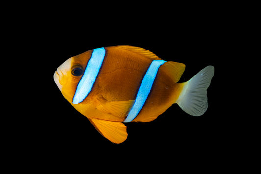 Akindynos Clownfish