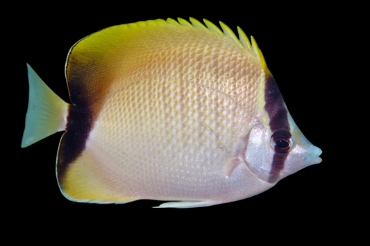 Reef Butterflyfish