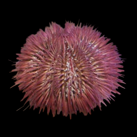 Pincushion Urchin