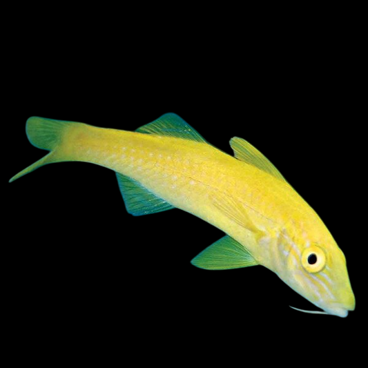 Gold Saddle Goatfish