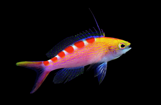 New Caledonia Sunrise Anthias