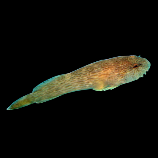 Clingfish, Black