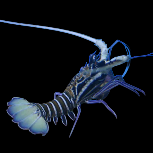 Blue Spiny Lobster