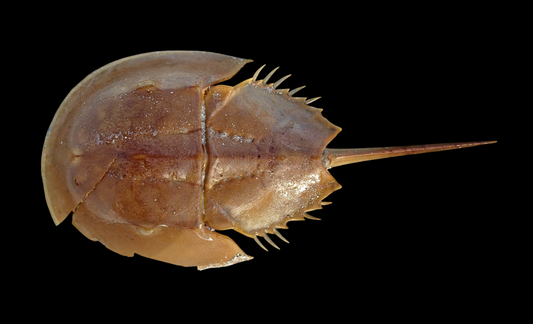 Horseshoe Crab