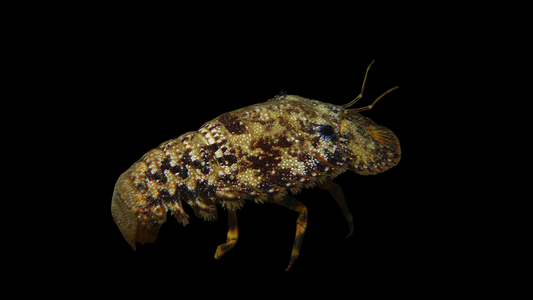 Slipper Lobster