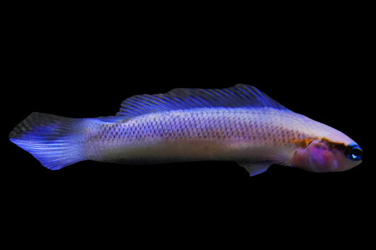 Indigo Dottyback