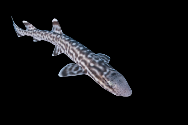 Australian Marbled Cat Shark