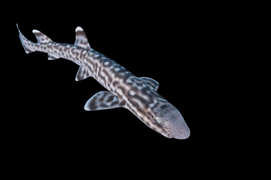 Australian Marbled Cat Shark