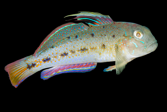 Spinecheek Goby