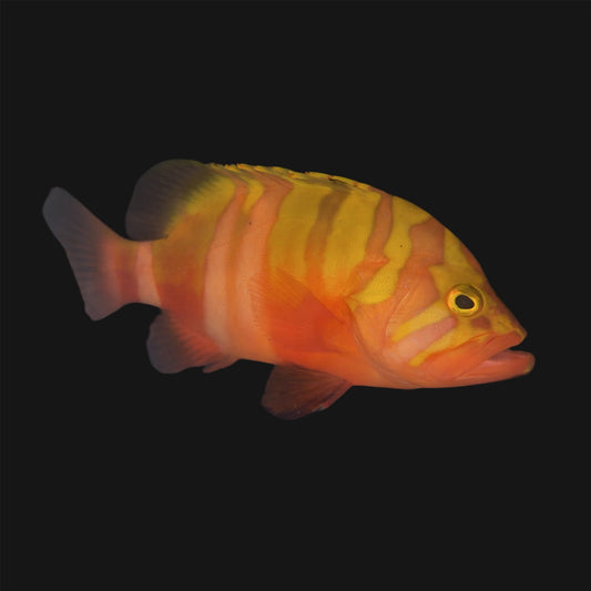 NEPTUNE GROUPER - 7.5 INCHES