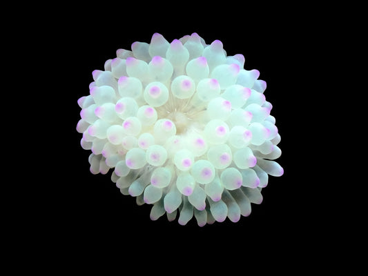 Colored Bulb Anemone