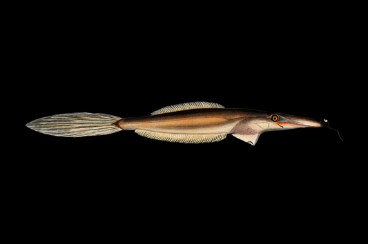 Bearded Leatherjacket Filefish
