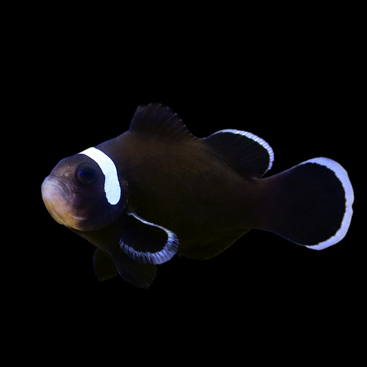 Extreme Misbar Black Ocellaris Clownfish