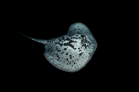 Blotched Stingray