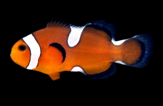 Teardrop Ocellaris Clownfish