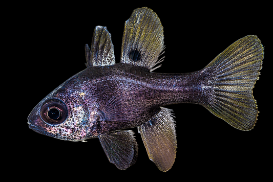 Black Cardinalfish