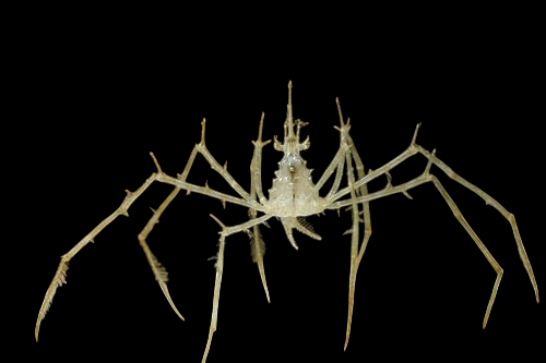 Arrow Frilly Crab