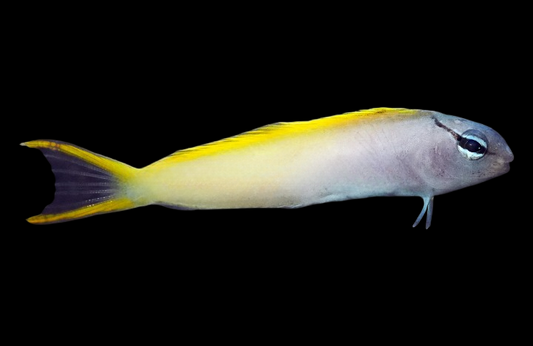 Forktail Blenny, Les Villages