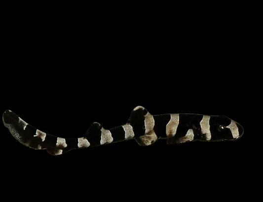 Banded Cat Shark