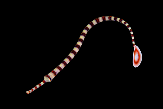 Banded Pipefish