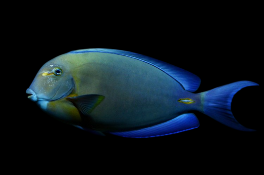 Orange Socket Tang